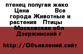 птенец попугая жако  › Цена ­ 60 000 - Все города Животные и растения » Птицы   . Московская обл.,Дзержинский г.